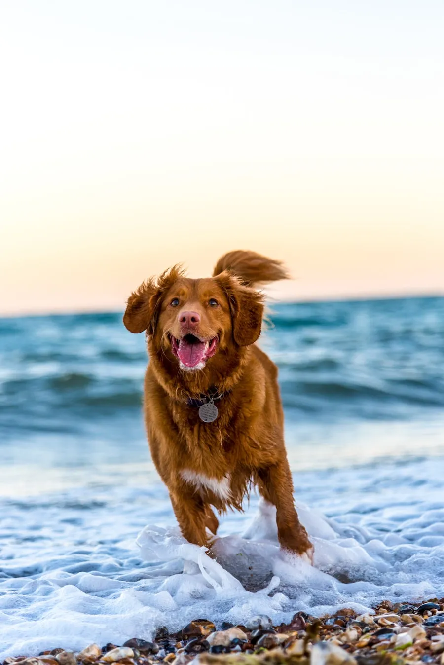Golden retriever puppy